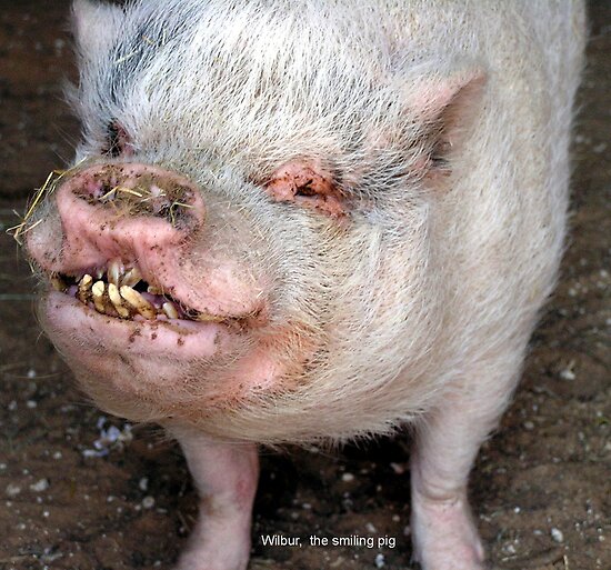 A Smiling Pig