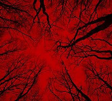 Root or Branch v 05 : Photography by Alys Griffiths by sigriff