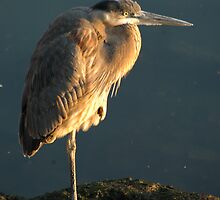 The Watcher by KBSImages