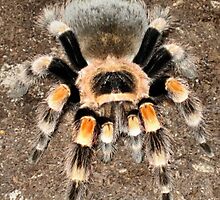 Mexican Red Knee by shellyb