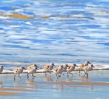 We're following the leader... Sandpipers in Goleta Beach California by Eyal Nahmias