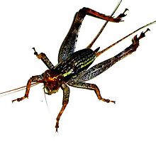 Jimminy Crickets by Katewah