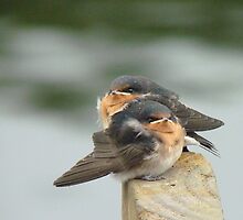 We'd Welcome An Insect Or Two!! - Welcome Swallows - NZ by AndreaEL
