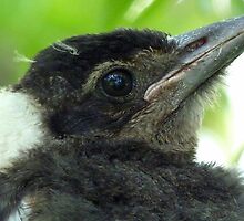 Loosing The Baby Fluff! - Magpie - NZ by AndreaEL
