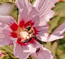 Pollen Overdose by Rod Adams