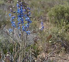 Nevada larkspur by Chris Clarke