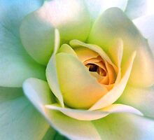New Beginnings by Erin Lyall