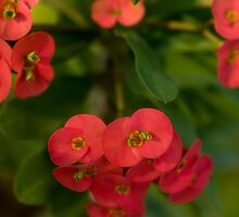 Lush by Cvail73