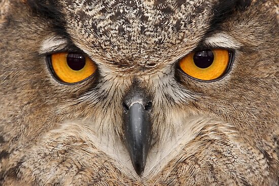 Owl eyes 2 by Gregg Williams