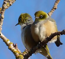 Really! - I don't believe it! - Silvereye - New Zealand by AndreaEL