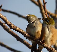 I've Got it.. Hang in there! - Silvereye - Wax Eye - New Zealand by AndreaEL