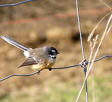 Fantail - New Zealand by AndreaEL