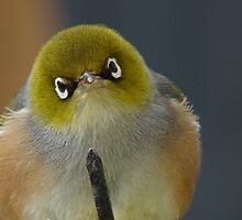 Don't even think about it! Silvereye - Wax Eye - New Zealand by AndreaEL
