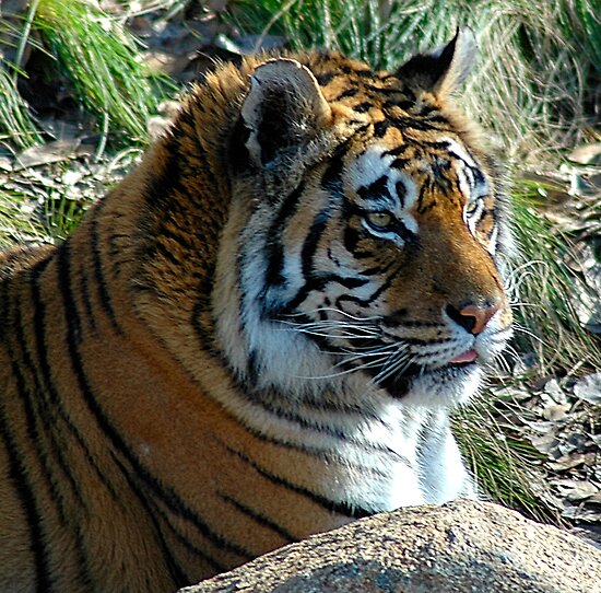 "Hello Breakfast ! National Zoo Canberra , Australia" by Philip