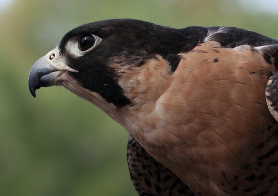 Falcon Eye By Judson Joyce Redbubble