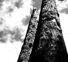 stunted by Amelia Rhea