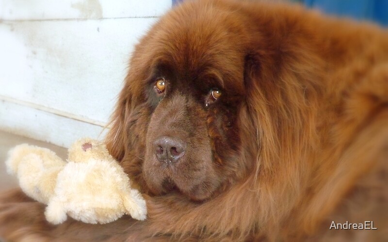 newfoundland teddy