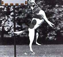 Dogs can't read by john NORRIS
