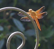 Dragon Fly - Interesting Info. in my details & why we shouldn't use pesticides by leih2008
