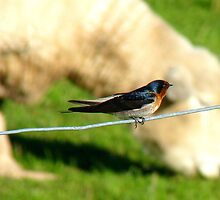 Hey Sir!!..You Eat Allot Of Grass!!! - Welcome Swallow - NZ by AndreaEL