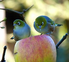 Eating Our Way ThroughThe Big Apple! - Wax-eye - NZ by AndreaEL