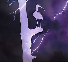 electrified Ibis by dewinged