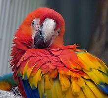 I Promise...I Haven't Seen Bob At All...- Macaw - NZ by AndreaEL