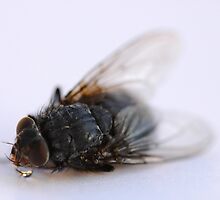 dead fly by mtths