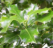 Holly 1 by Yvonne Carsley