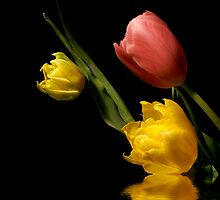 Tulip Medley by Sheryl Kasper