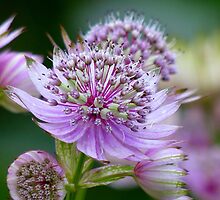 A Promise ... Pink Bloom - NZ by AndreaEL