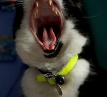 Yawning Chasm by ApeArt