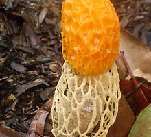 phallus spp stinkhorn by ajax