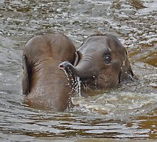 Lets Soak the Photographer !! by AnnDixon