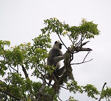 What can you see from the tree? by Jonathan Dower