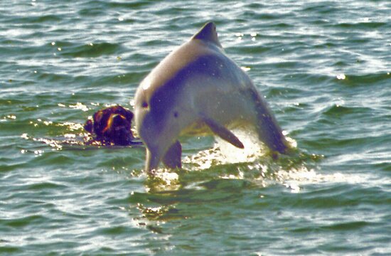 dolphin dog