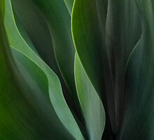 Inner Life of Aloe Vera by Liv Stockley