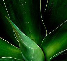 Droplets on the Aloe by Liv Stockley