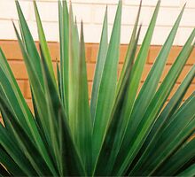 MCDONALDS PLANT! by rue2