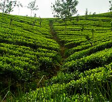 Tea Estates by Mili Wijeratne