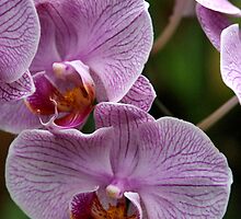 Kandy Botanical Garden by Kylie Reid