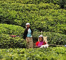 Tea Plantation by Kylie Reid