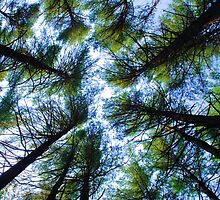 The Viewpoint of the Lowly One by RosPho