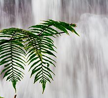 Tree Fern by Chaminda Subasinghe