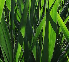 Reed Blades by RVogler