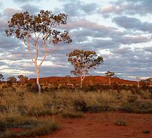 Sunset Ghost Gums,Batton Hill, North Simpson Desert by Joe Mortelliti