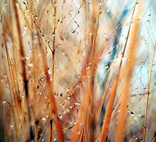 Winter tall grass by marycloch