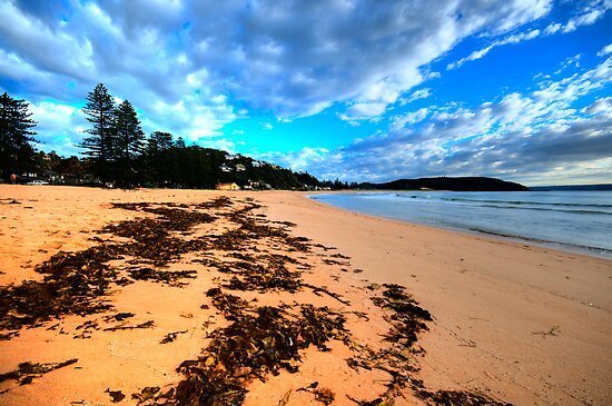 Palmie - Sydney Beaches - Palm