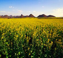 Canola fields in Luo Ping by danise tang