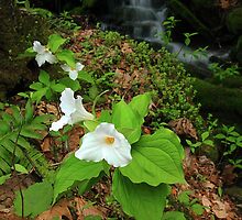 Signs of Spring GSMNP by ThomasRBiggs